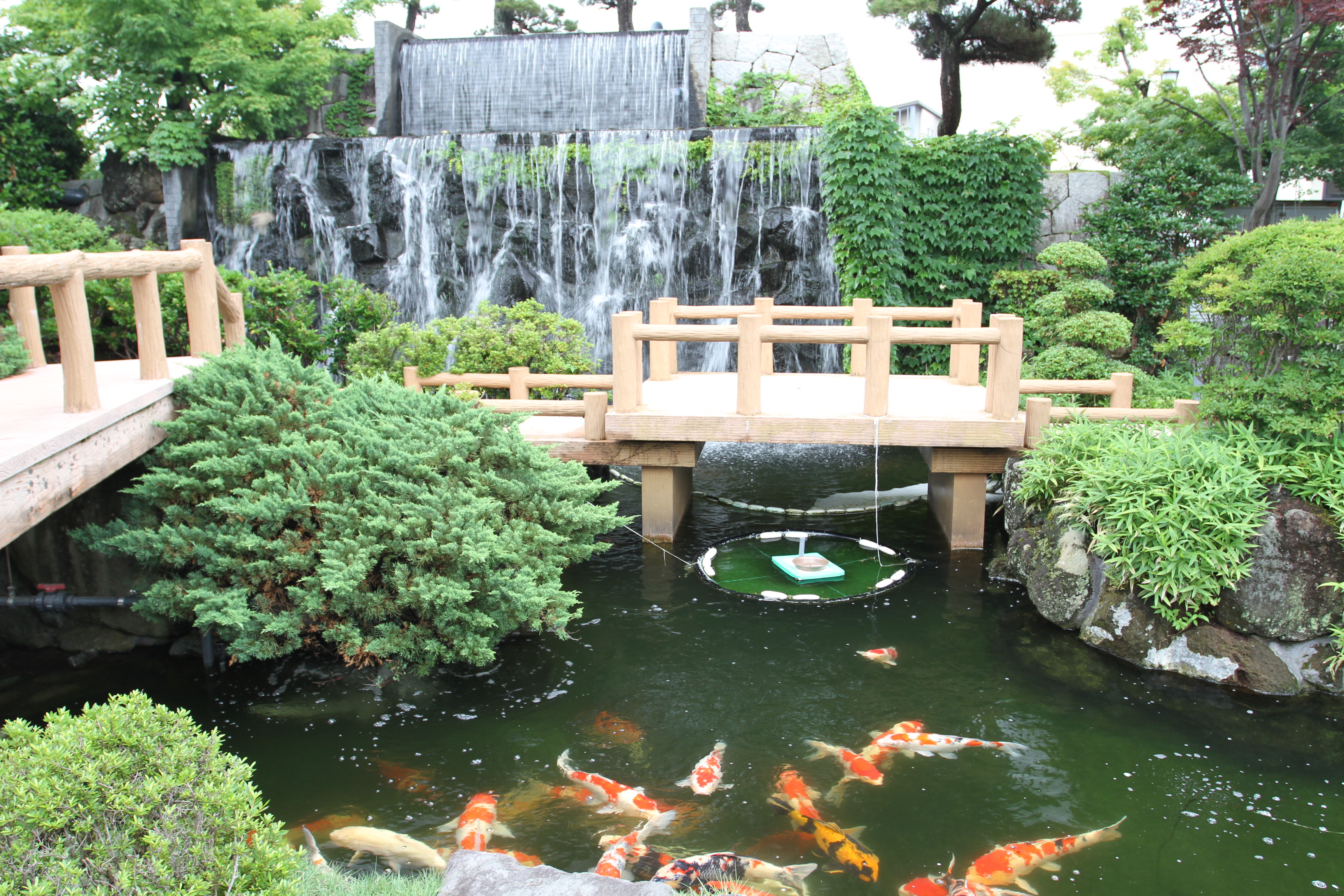 Museum of Nishikigoi - cílem je jeho krásná japonská zahrada s jezírky a KOI ...